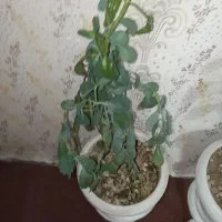 فروشی گل|گل و گیاه طبیعی|مشگین شهر, |دیوار