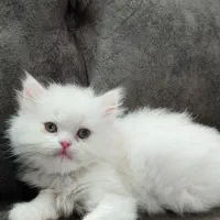 پرشین کت|گربه|گرگان, |دیوار