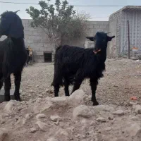 دوعدد کهره|حیوانات مزرعه|داراب, |دیوار