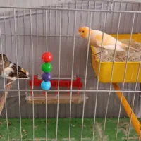 قناری نروماده تخم گذار سالنی