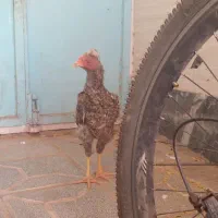 فنچ وخروس و جوجه و قفس|پرنده|بیرجند, |دیوار