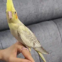 جوجه عروس هلندی|پرنده|آمل, |دیوار