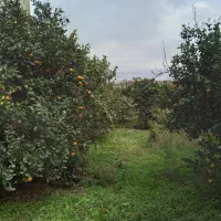 فروش یک قطعه زمین تجاری مسکونی به متراژ ۵۶۰ متر|فروش زمین و ملک کلنگی|خلیل شهر, |دیوار