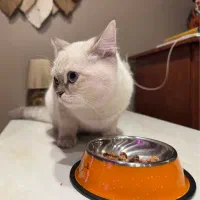 گربه بریتیش ماده خاص|گربه|مشهد, فلسطین|دیوار