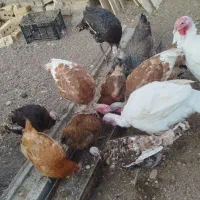 بوقلمون، مرغ، خرگوش لوپ اصل