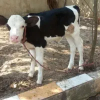 سیمنتال  ومادهولشتاین رشیری