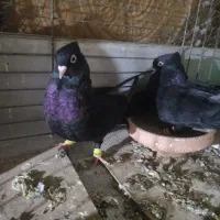 کبوتر ذاغ سیاه نرو ماده|پرنده|شیراز, جانبازان|دیوار