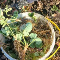 نهال توت فرنگی سابیرینا