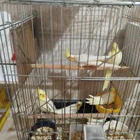 جفت عروس هلندی لوتینو|پرنده|کاشان, صنعت|دیوار