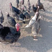 بوقلمون|حیوانات مزرعه|ماکو, |دیوار