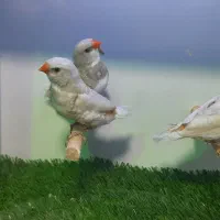 الماسی فنچ|پرنده|تهران, زنجان جنوبی|دیوار