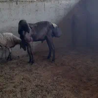 میش قوچ چینی و بختیاری
