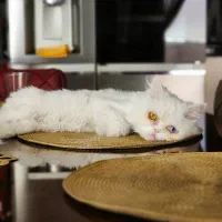 پرشین سوپر فلت (ماده)