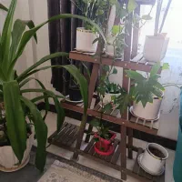 استند گل