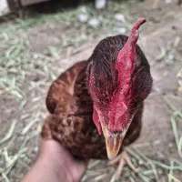 مرغ محلی کرچ شو