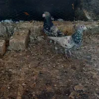 سرور عراقی نر