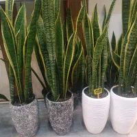 سانسوریا ابلغ/ابلق تاامشب