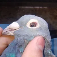 کفتر مینا سبزاردن|پرنده|زاهدان, |دیوار