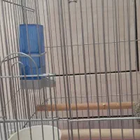 مرغ عروس نر گمشده