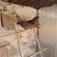 کبوتر|پرنده|تاکستان, |دیوار