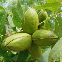 نهال گردو پکان پیوندی|خدمات باغبانی و درختکاری|قیدار, |دیوار