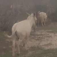 فروش