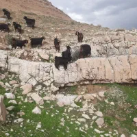 به یک همکار گلیار نیازمندیم