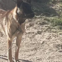 سگ ژرمن مواد مخدر|سگ|زنجان, |دیوار