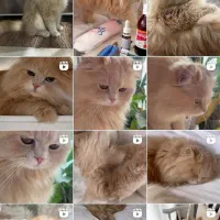 پرشین دال فیس|گربه|قزوین, |دیوار