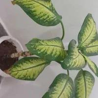 گل دیفن باخیا