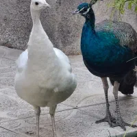 طاووس نر و ماده