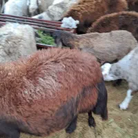 میش وبره بز|حیوانات مزرعه|مهریز, |دیوار