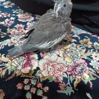 جوجه عروس سرلاکی|پرنده|قم, علی آباد سعدگان|دیوار