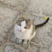 واگذاری گربه رایگان