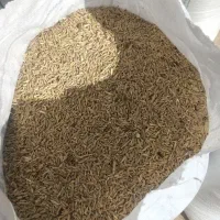 جو محلی دوپر
