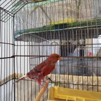 فروش قناری ماده|پرنده|فردیس, شهرک شهید حسینی|دیوار