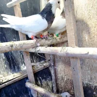 طوقی فولادی خال سرخ ماده