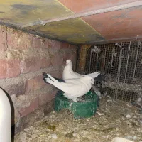 کبوتر|پرنده|زرند, |دیوار