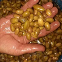 فروش زیتون ماری و گوشتی