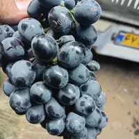 فروش انگور سیاه