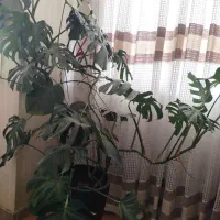 گیاه مانسترا ـ گیاه برگ انجیری|گل و گیاه طبیعی|تهران, زنجان جنوبی|دیوار
