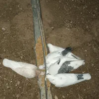 کفتر کبوتر|پرنده|تکاب, |دیوار