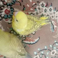 جوجه مرغ عشق