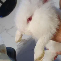 خرگوش لوپ|موش و خرگوش|تهران, دروس|دیوار