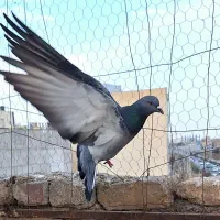 کفتر پرشی اصیل کاشان|پرنده|کاشان, قطب راوندی|دیوار