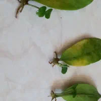 برگ های ریشه وغده دارزامیفیلیا|گل و گیاه طبیعی|اصفهان, لنبان|دیوار