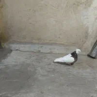 کبوتر طوقی|پرنده|خمینی‌شهر, |دیوار