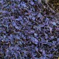 گیاهان دارویی.اعطاری.گاوزبان.بابونه.همیشه بهار
