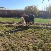 بز با بزغاله نر جیره خور|حیوانات مزرعه|نیشابور, چمبران|دیوار