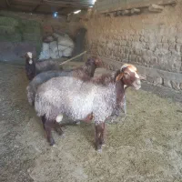 دو عدد شک ورن داشتی|حیوانات مزرعه|کوهدشت, |دیوار